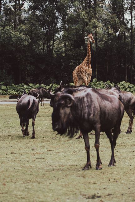 Giraffe and wildebeests roam freely in a lush, green environment, surrounded by trees.