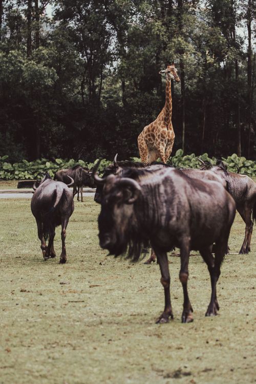 Free Giraffe and wildebeests roam freely in a lush, green environment, surrounded by trees. Stock Photo