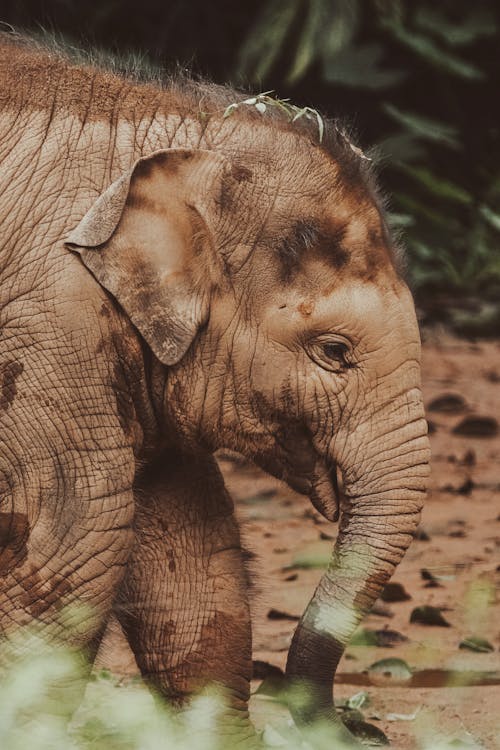 Close up of Elephant Calf