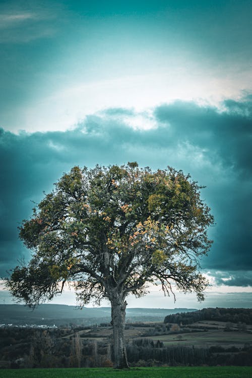 Free stock photo of nature, tree