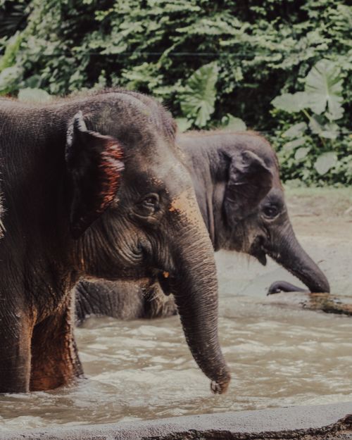 Free Two young elephants splashing playfully in the water at a zoo enclosure, surrounded by lush greenery. Stock Photo