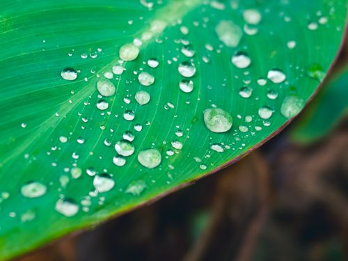 Free Close-up of a vibrant green leaf covered with sparkling dewdrops on a fresh morning. Stock Photo