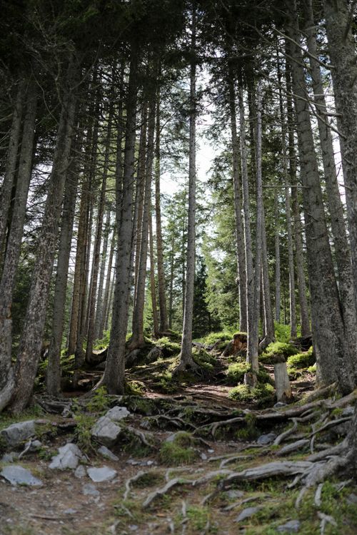 Forrest Roots Forest's roots · Free Stock Photo