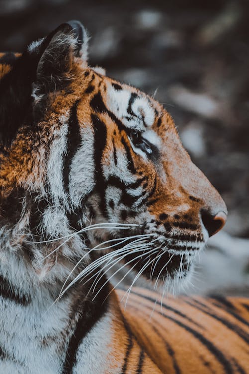 Close up of Tiger