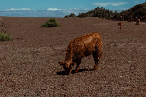 Foto profissional grátis de árido, campo, criação de gado
