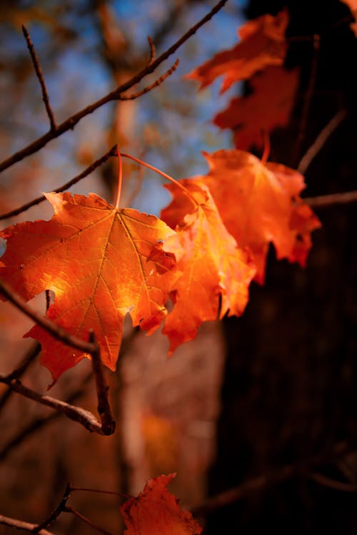 Бесплатное стоковое фото с апельсиновый лист, оранжевые листья, осень