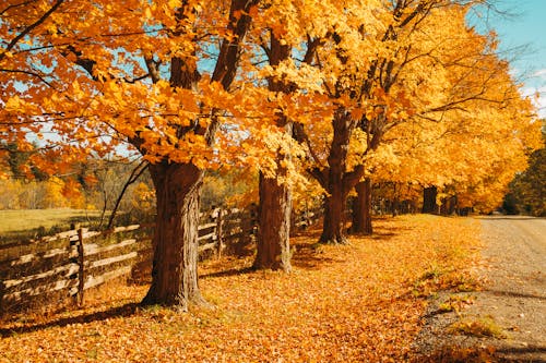 Free Trees by Wooden Fence in Autumn Stock Photo