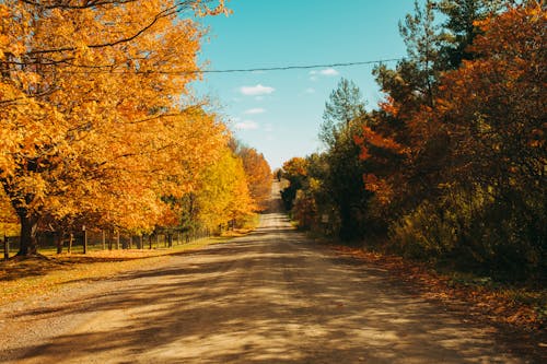 Dirt Road among Colorful Autumn Trees