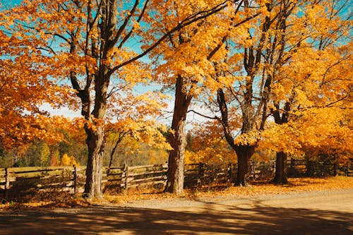 Gratis stockfoto met bomen, gebladerte, gele bladeren