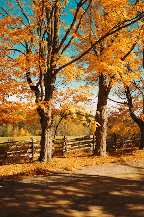 Trees with Yellow Leaves in Countryside in Autumn