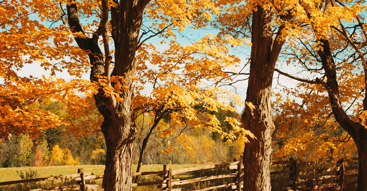 Yellow Tree Country Trees with Yellow Leaves in Countryside in Autumn · Free Stock Photo