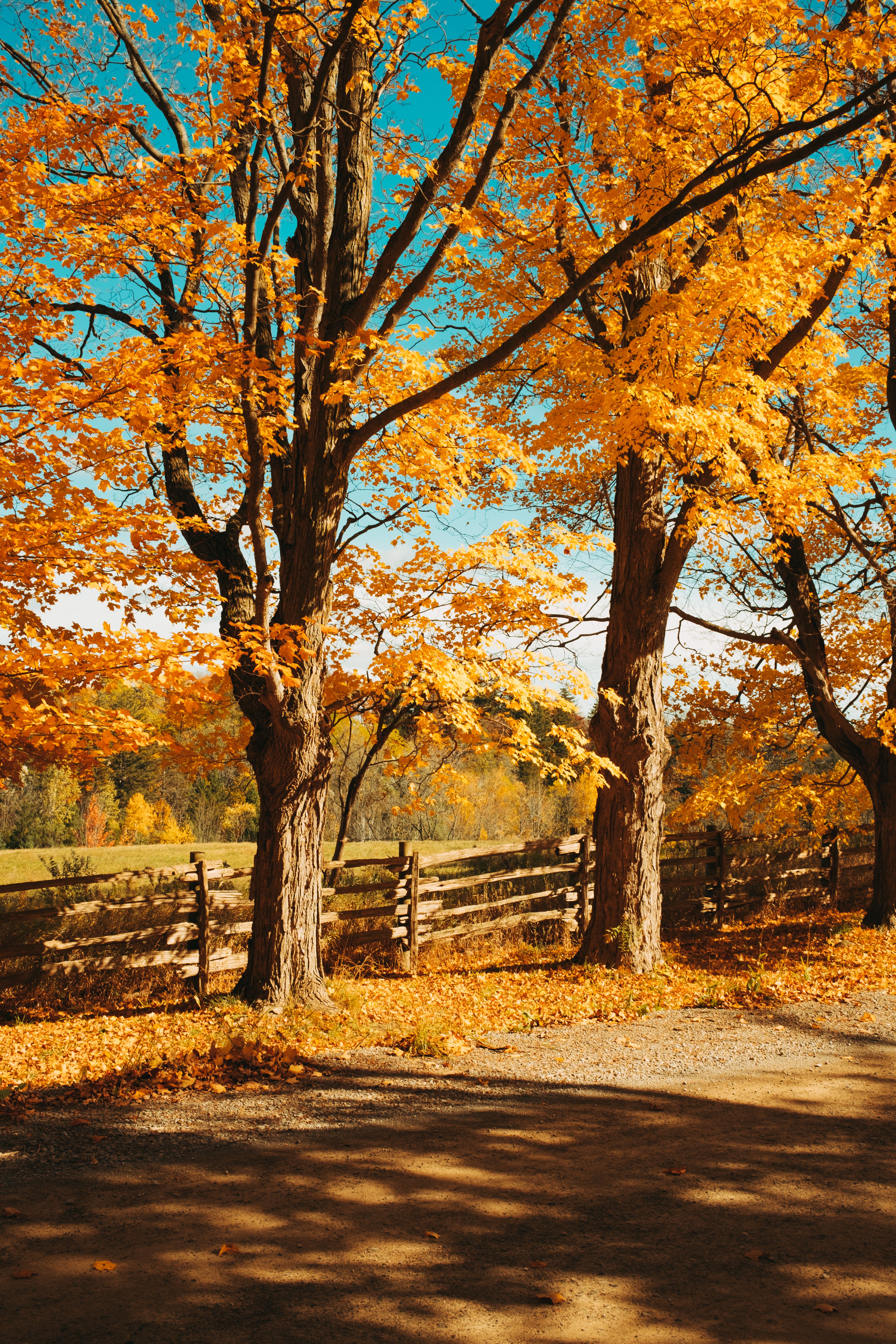 Trees by Wooden Fence in Autumn · Free Stock Photo