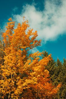 Bright autumn leaves under a clear blue sky in Ontario, Canada, showcasing the beauty of fall.