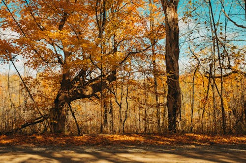 Gratis stockfoto met bomen, dageraad, gele bladeren