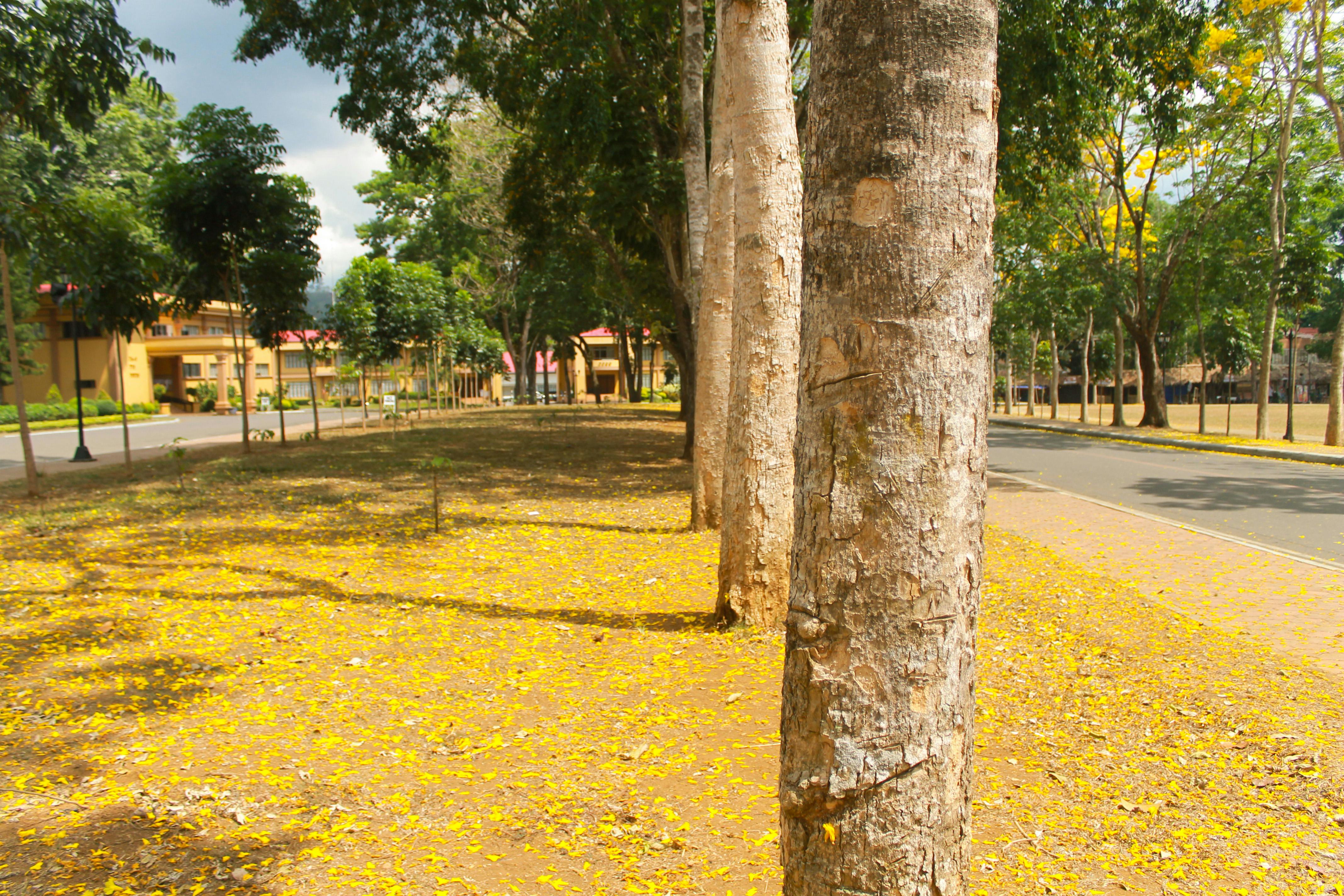 Free stock photo of ginko tree, golden yellow, yellow