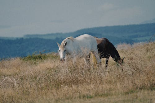 Horses on Meadow