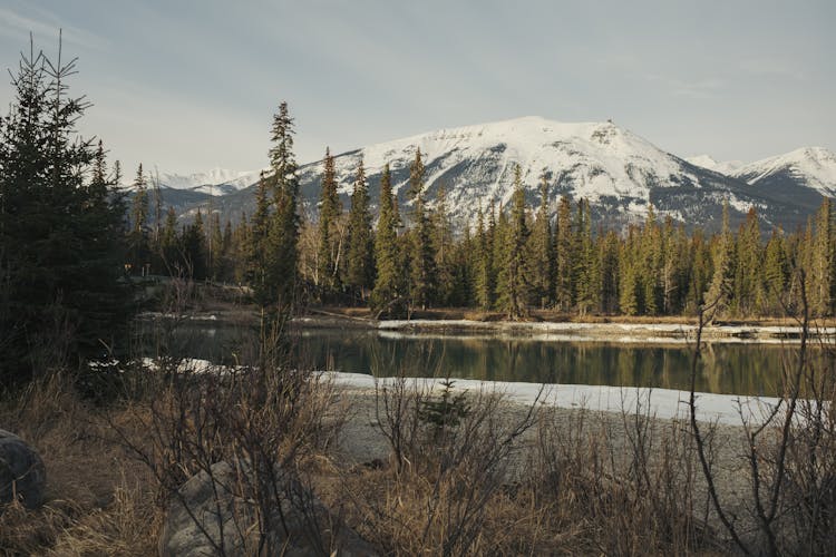 River, Evergreen Forest And Mountain Behind