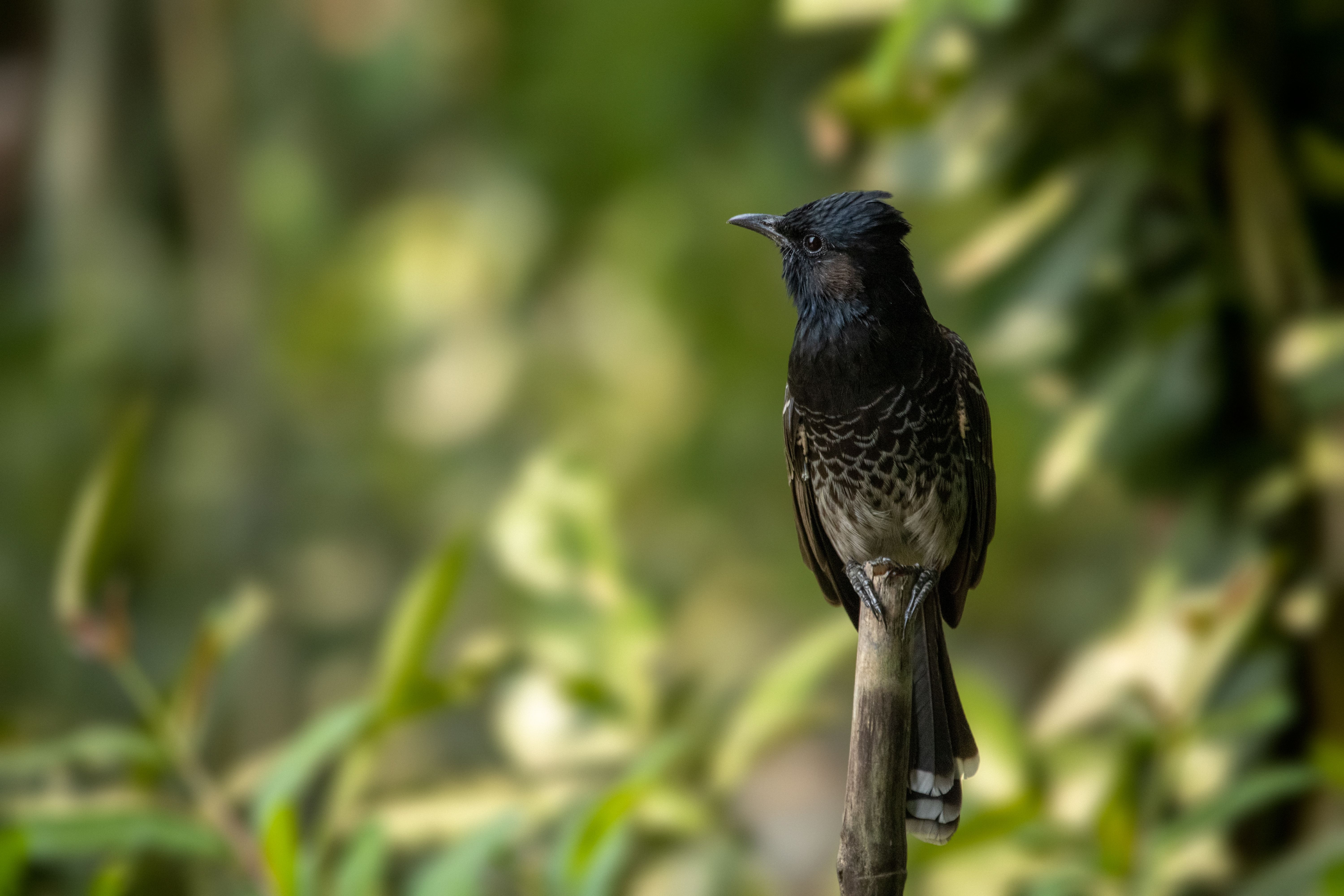 A red-vented bulbul perching on a branch amidst lush green foliage in Bangladesh.
