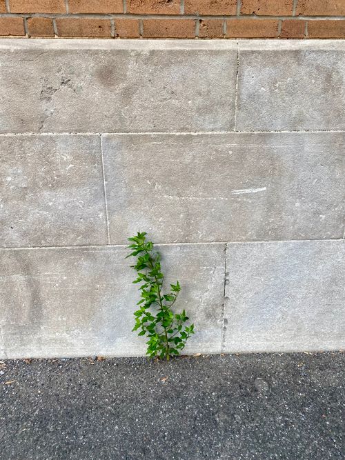 Free Herbs Stock Photo