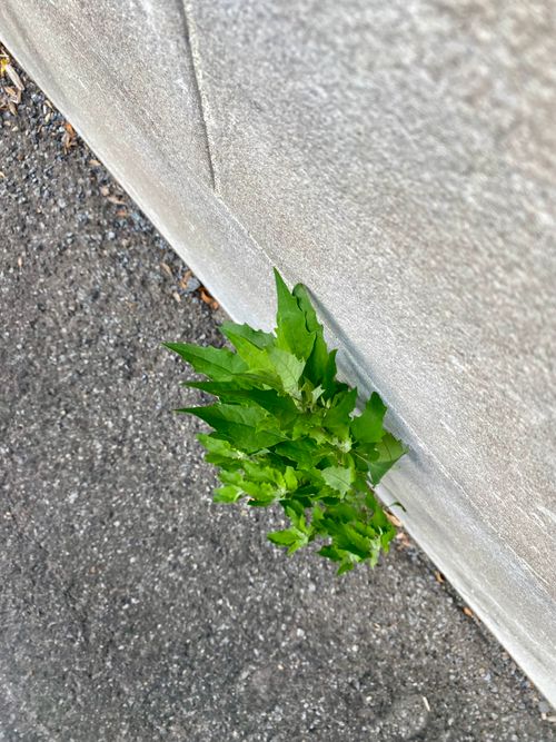 Free Green Stock Photo