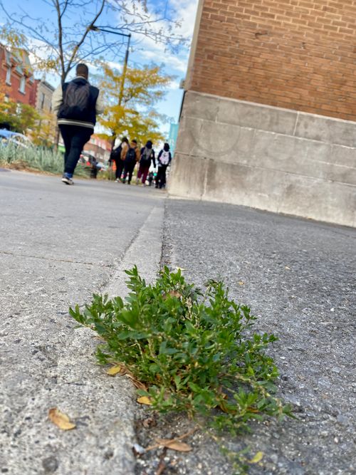 Free Plant Stock Photo