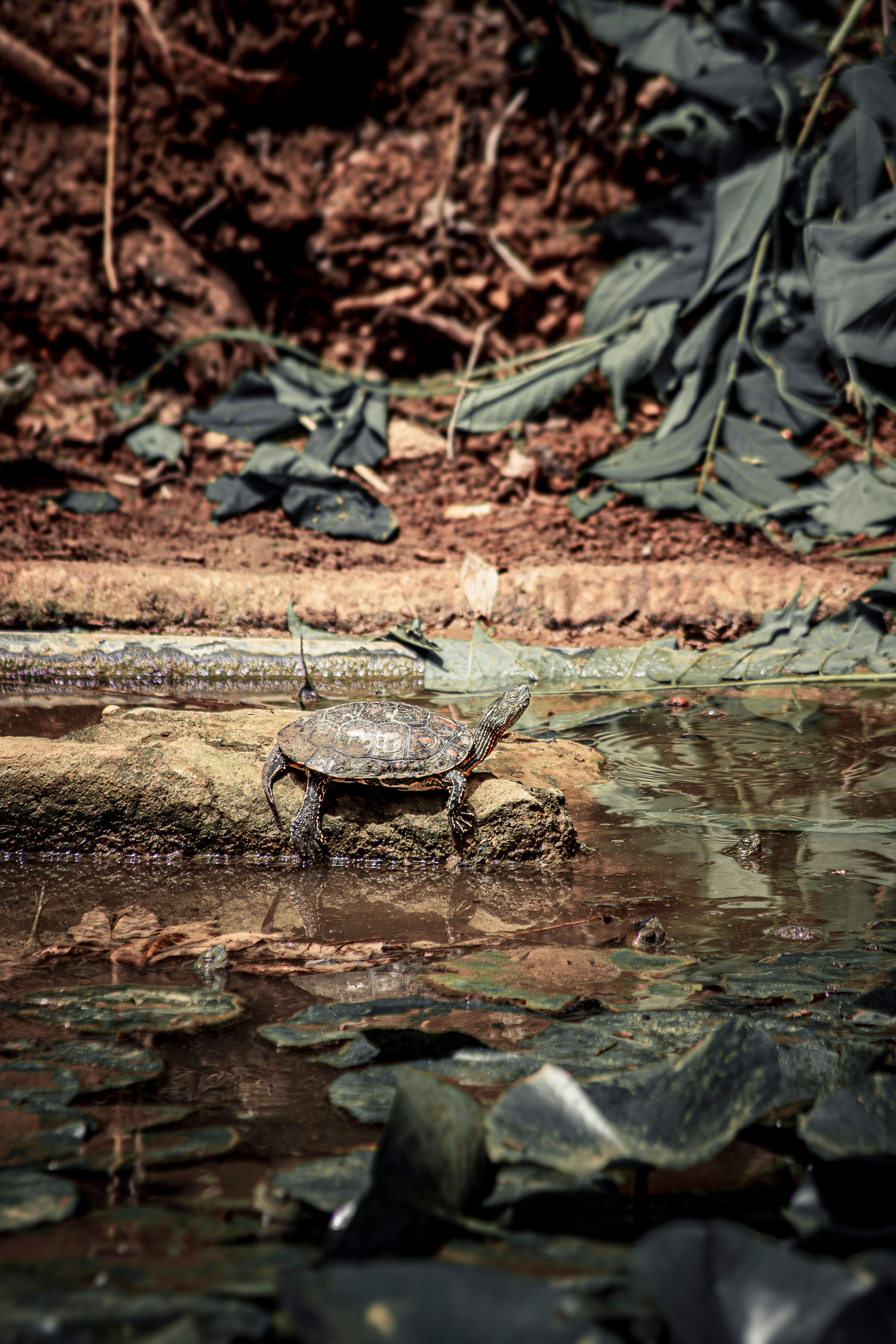 Turtles Riding Stream Turtle in a Stream in Jungle · Free Stock Photo