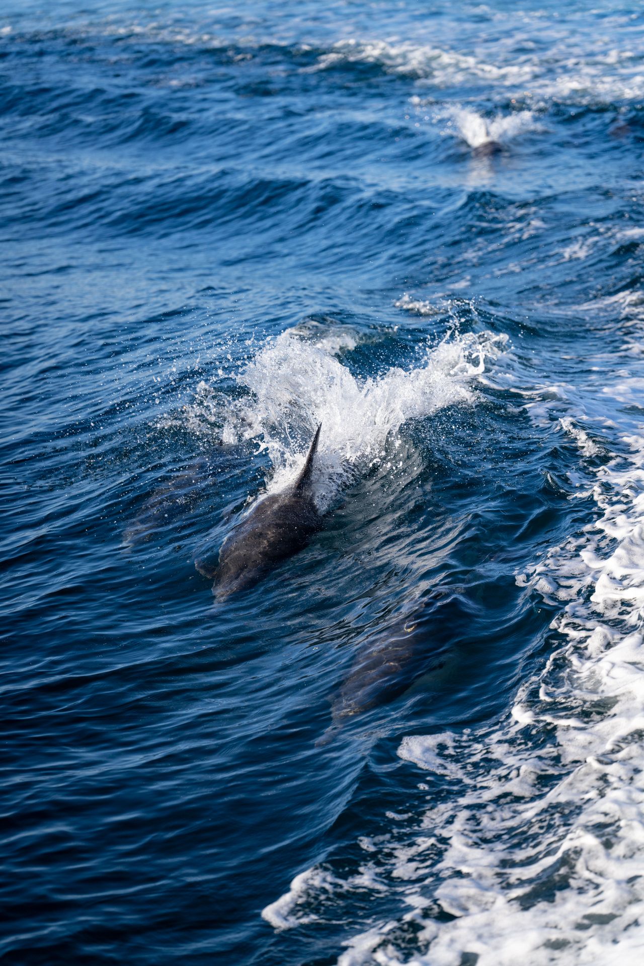 Dolphins leaping through ocean waves