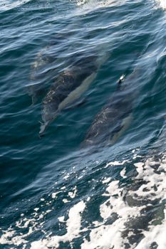 Aerial view of dolphins swimming under blue ocean waves with foamy water.