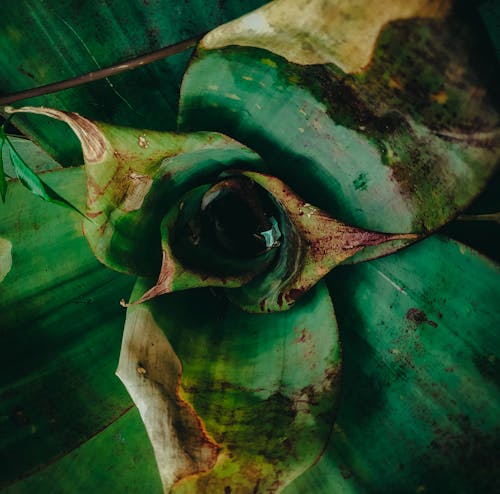 Free stock photo of beautiful flowers, dark green plants, green plants