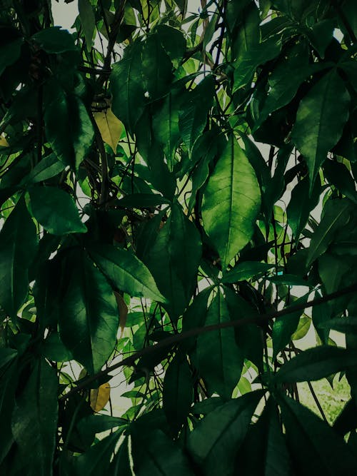 Free stock photo of beautiful, beauty in nature, dark green plants