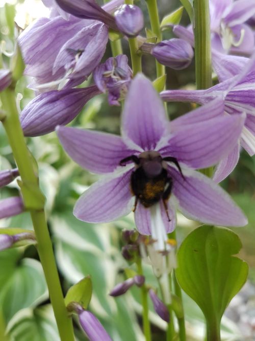 Free stock photo of bee, flower, nature Stock Photo