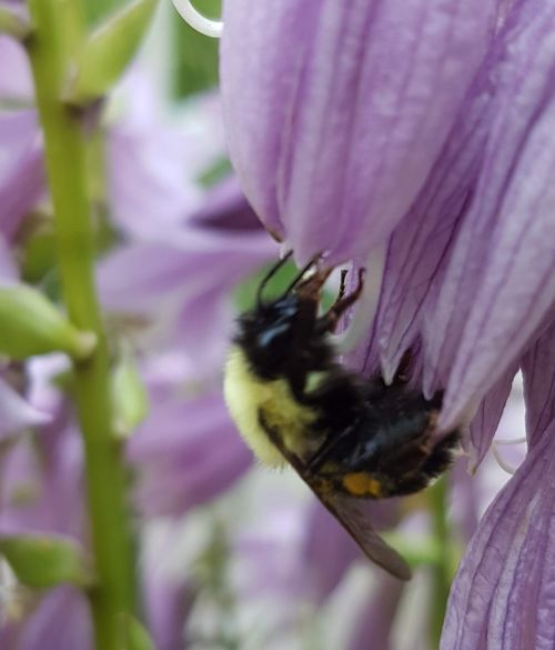 Free stock photo of bee, flower, leaf Stock Photo