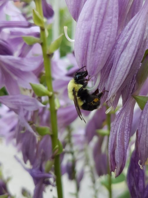 Free stock photo of bee, flower, leaf Stock Photo