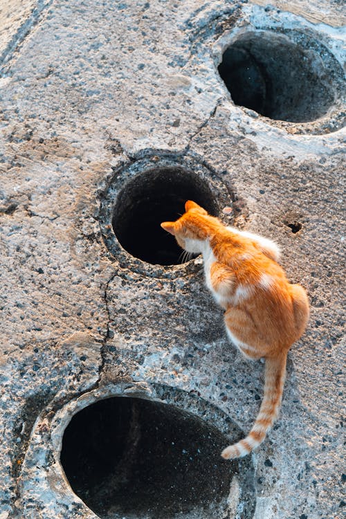 コンクリート, ネコ, ピアリングの無料の写真素材