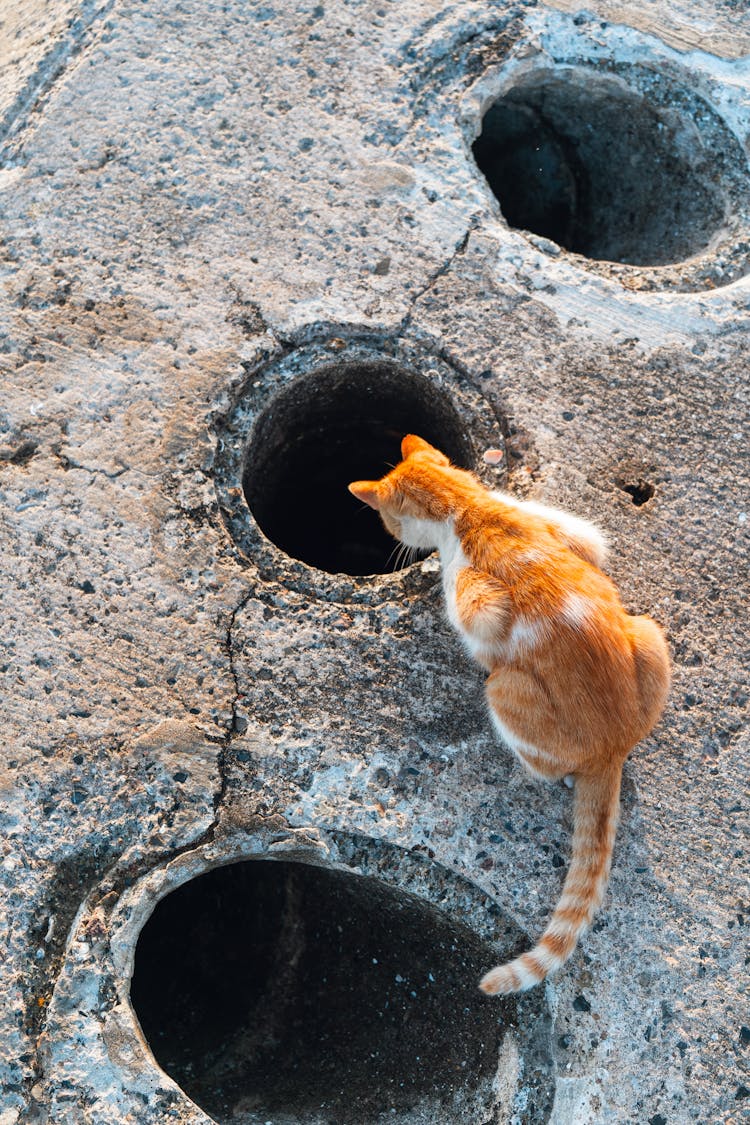 Cat Peering Down Hole In Concrete