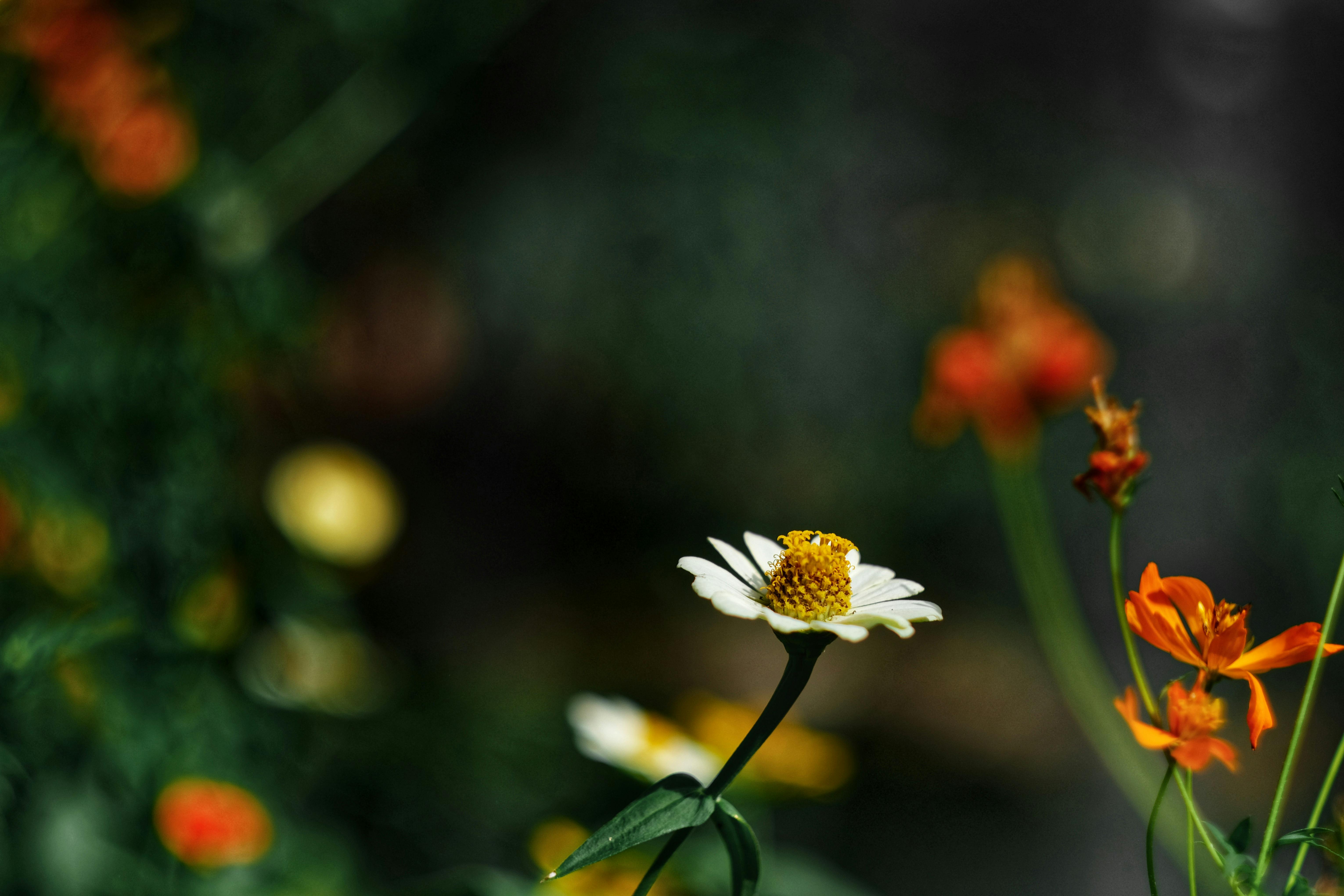 Foreground With Background Photos, Download The BEST Free Foreground