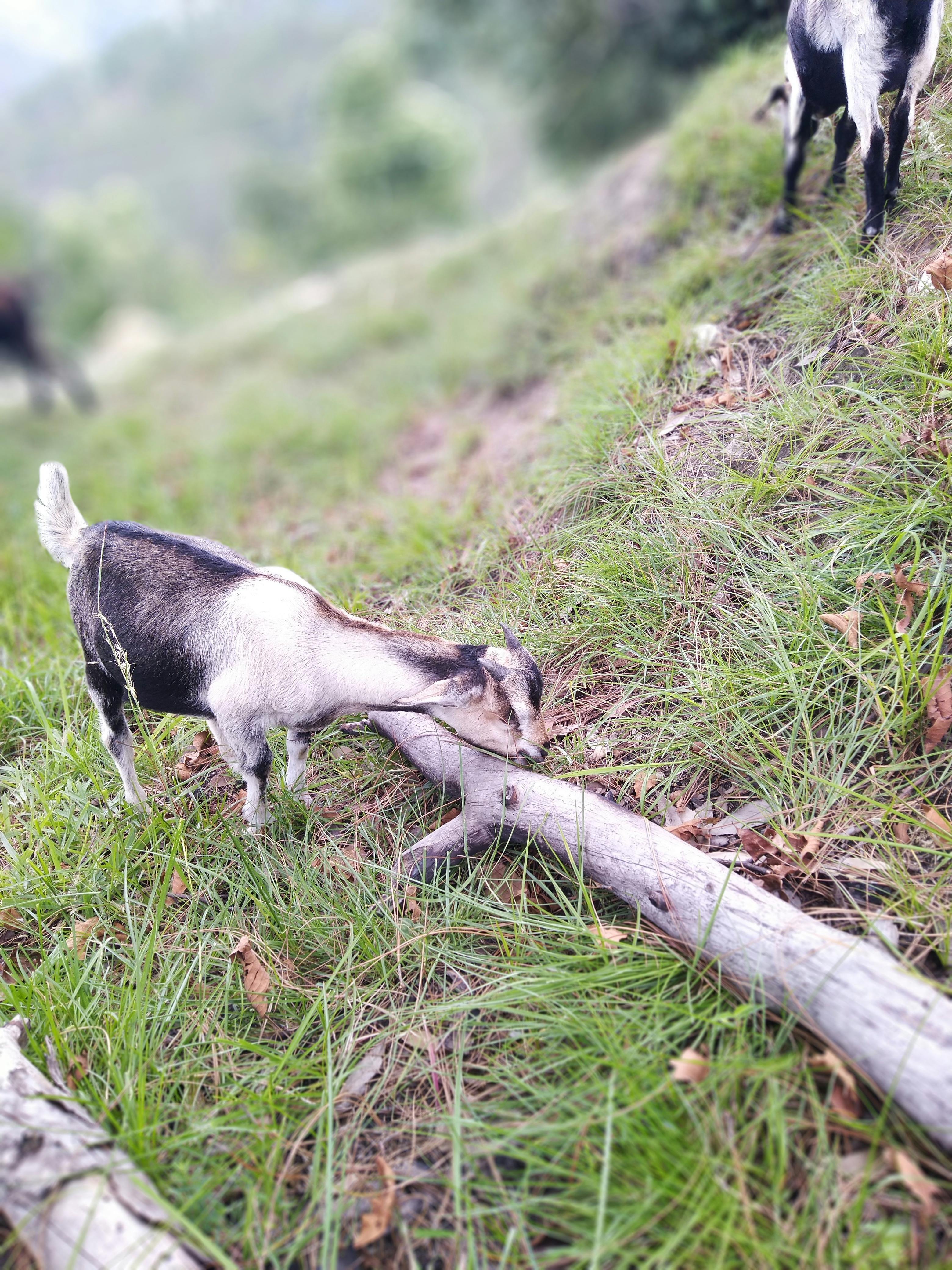 Foto Stok Gratis Tentang Binatang Fauna Hewan