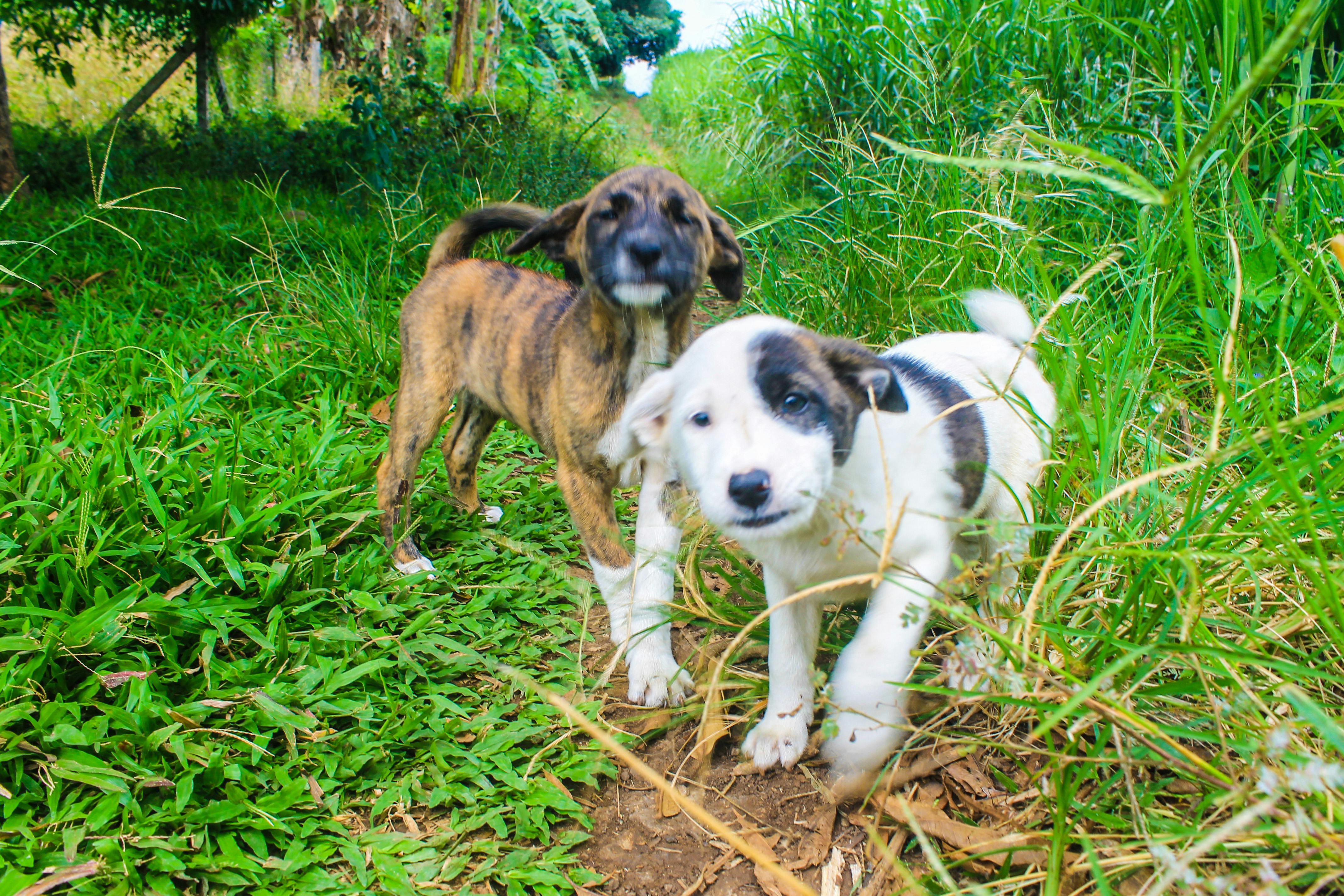 Foto Stok Gratis Tentang Anak Anjing Anjing Kecil Anjing Lucu