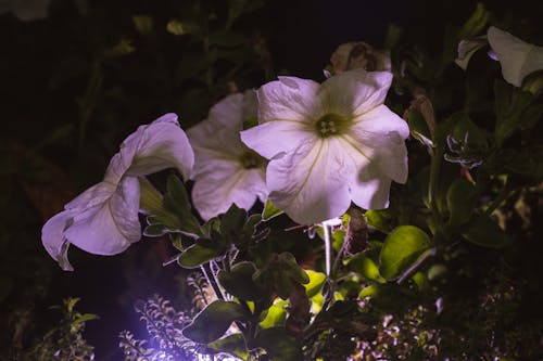 คลังภาพถ่ายฟรี ของ กลางคืน, การถ่ายภาพธรรมชาติ, ดอกไม้