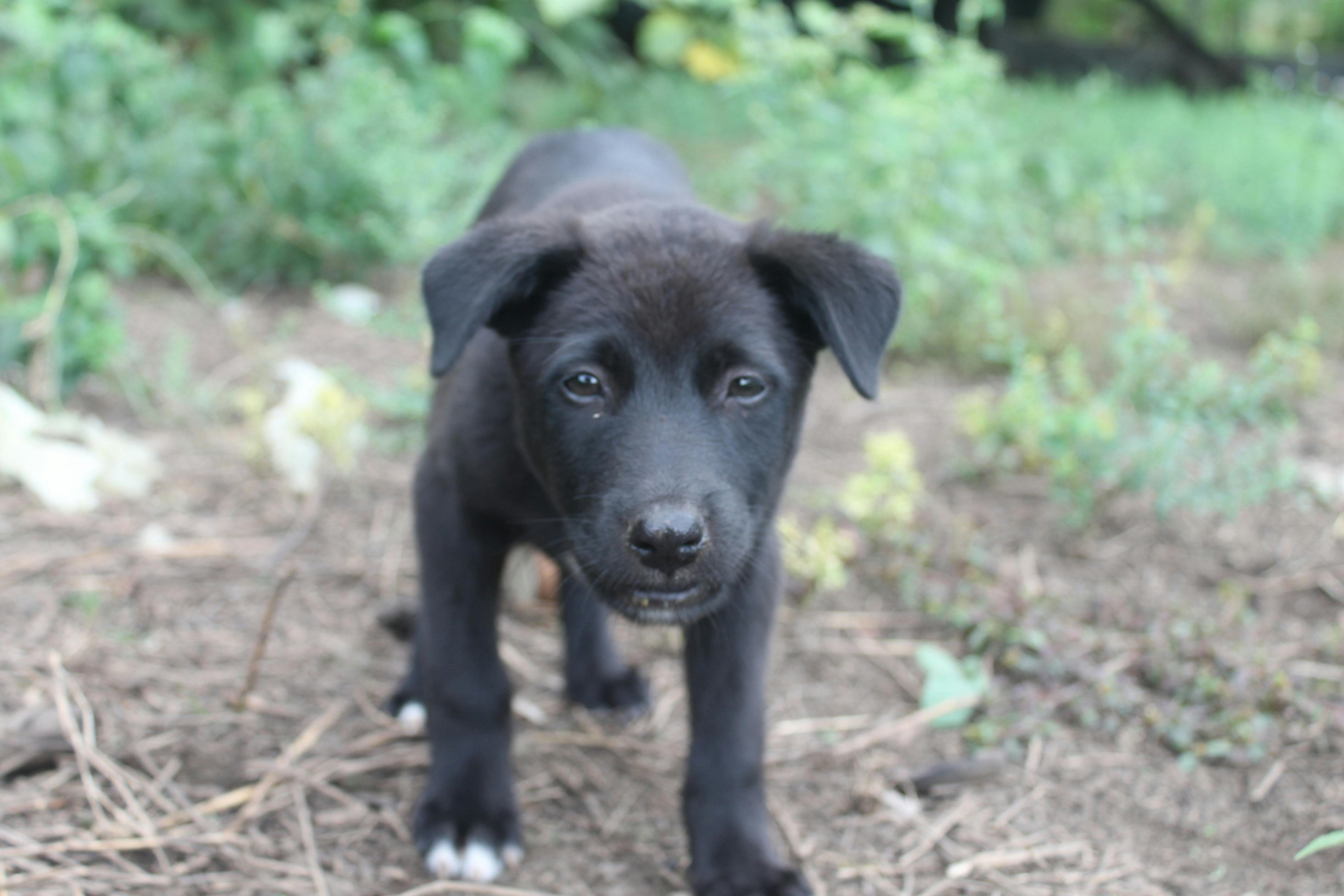 Foto Stok Gratis Tentang Anak Anjing Anjing Lucu Doggo