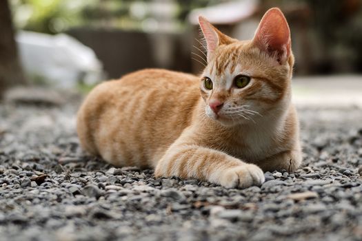 一只可爱的姜虎斑猫躺在户外的砾石上，显得格外平静