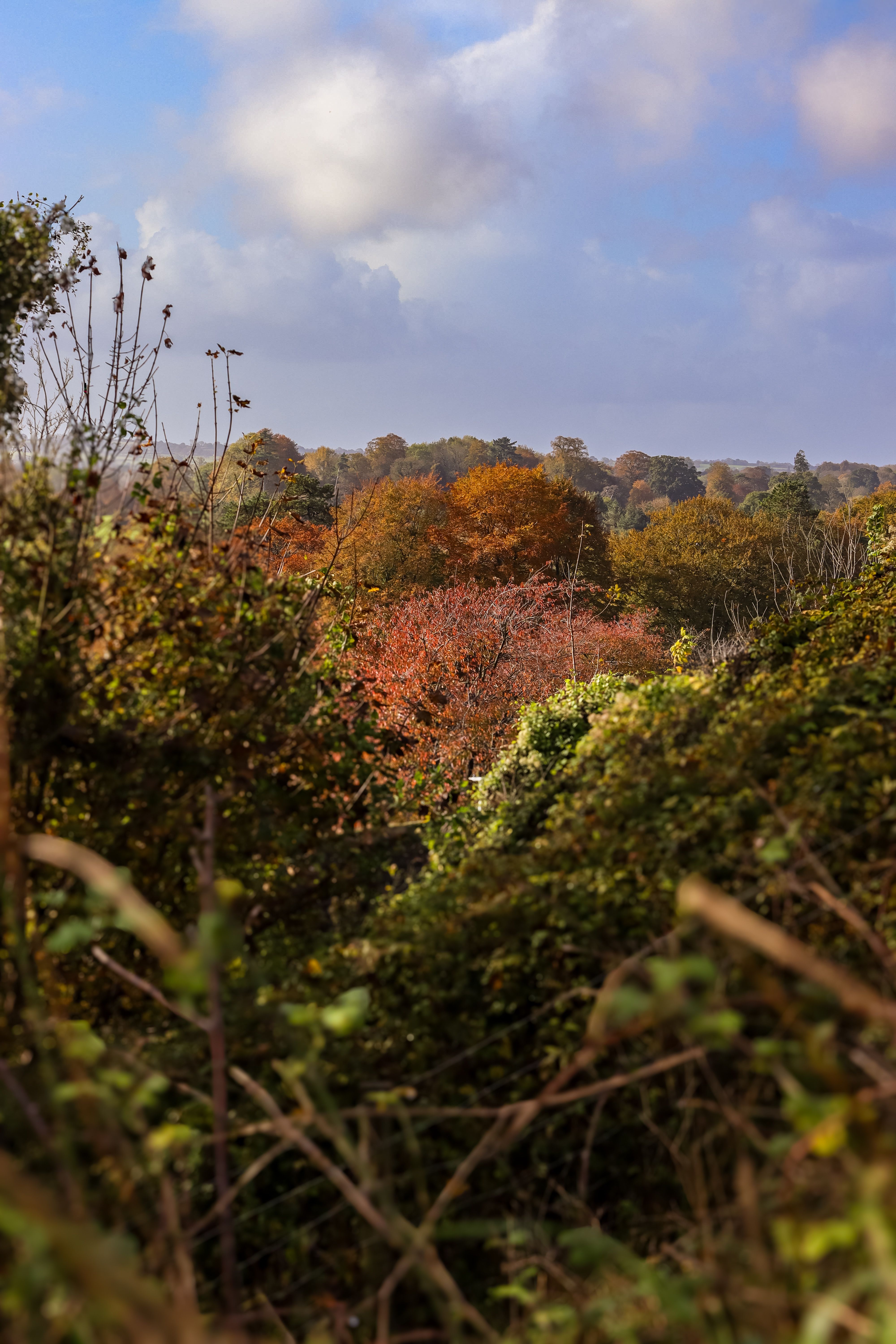 Shrubs, Bushes and Trees Growing in a Field · Free Stock Photo