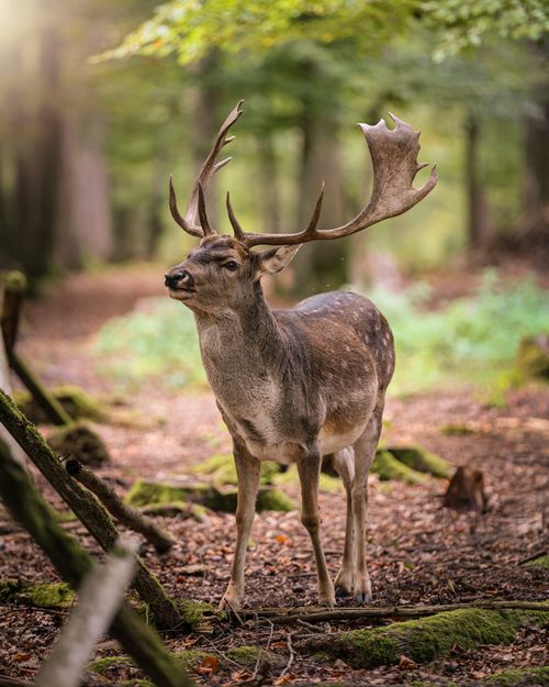 Free Stunning European fallow deer with antlers in a lush German forest during fall. Stock Photo