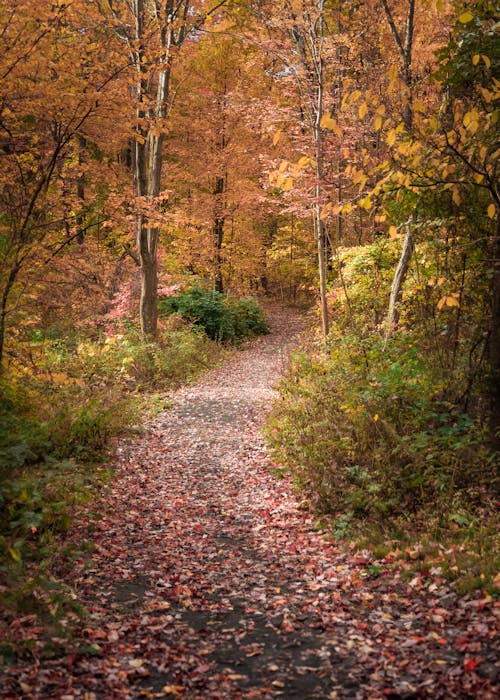 Kostenloses Stock Foto zu bäume, fußweg, herbst