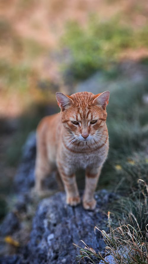 Orange Cat on Rock