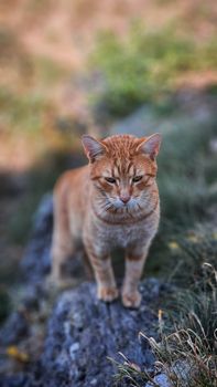 Cute orange tabby cat standing on a rock outdoors, displaying curiosity and charm.