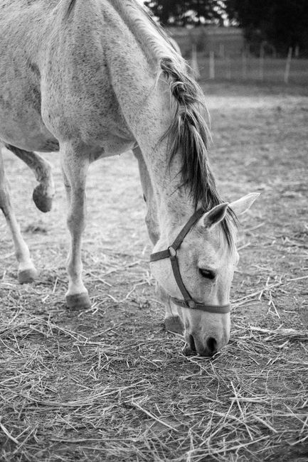 A serene white horse grazing in a rural farm setting.