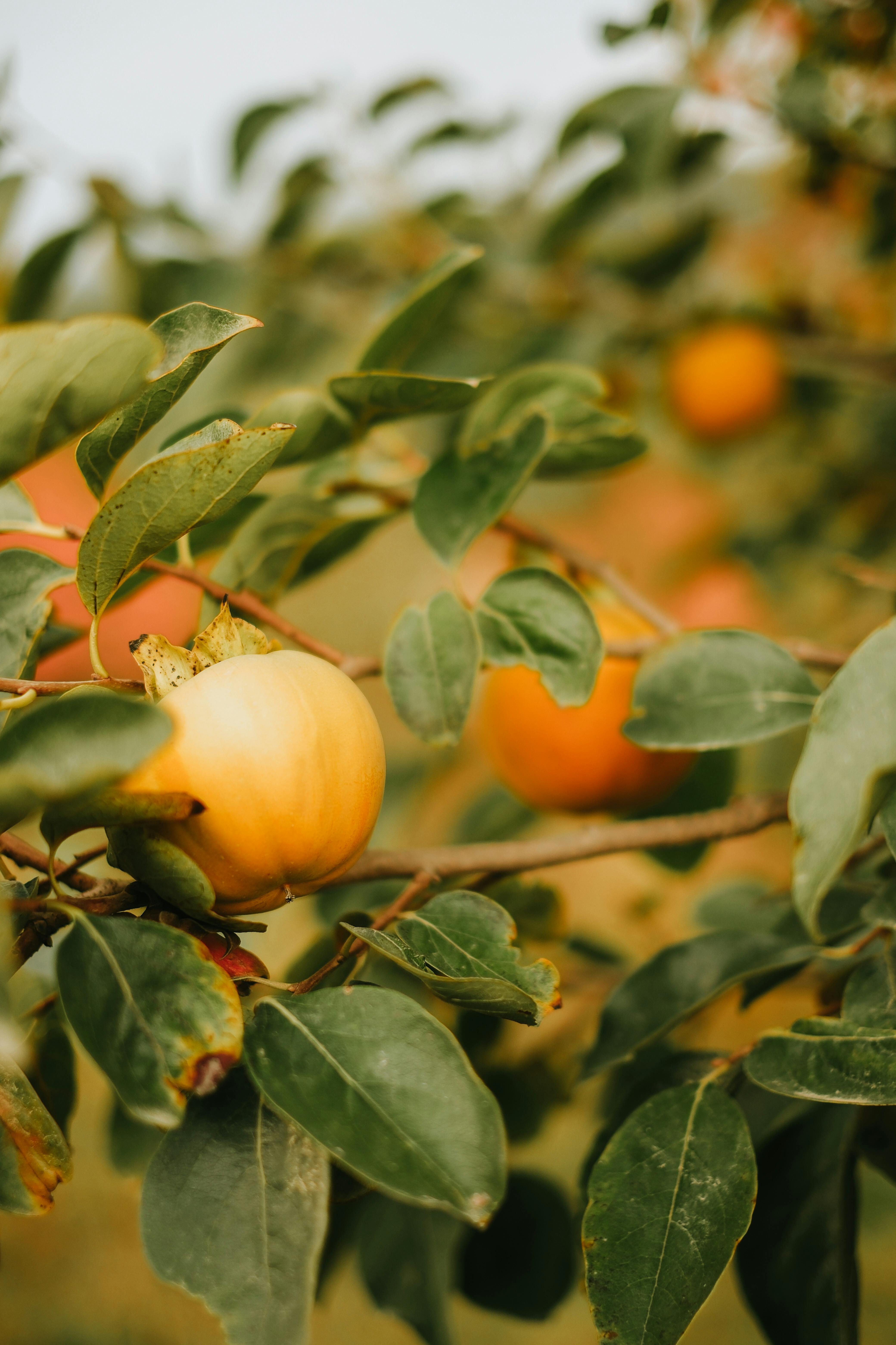 Fresh persimmon fruit hanging on a tree branch in an orchard.