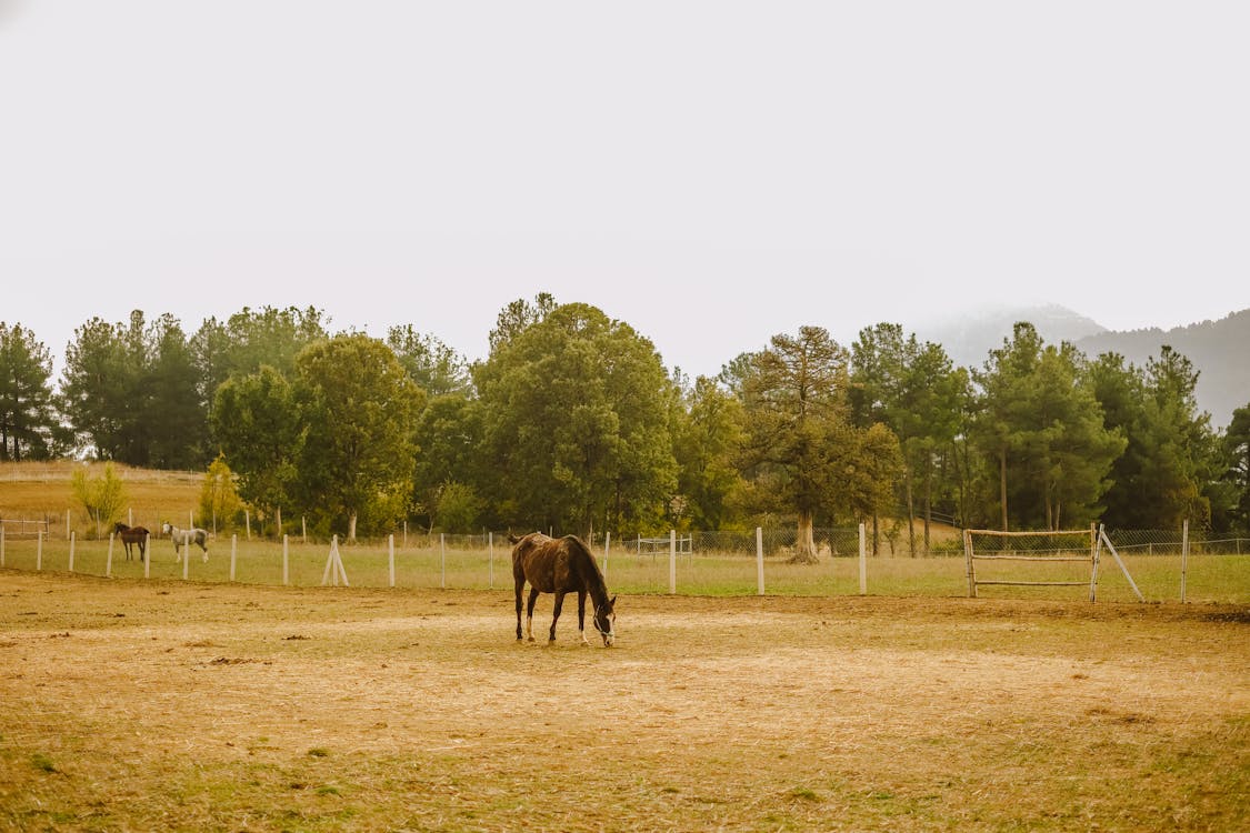 Horse on a Field 