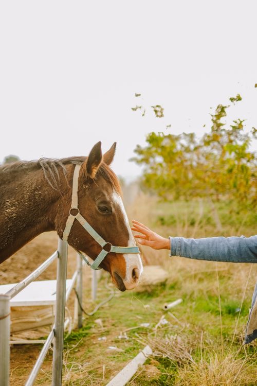 Free Gentle interaction between a human and a horse in a rural field setting. Stock Photo